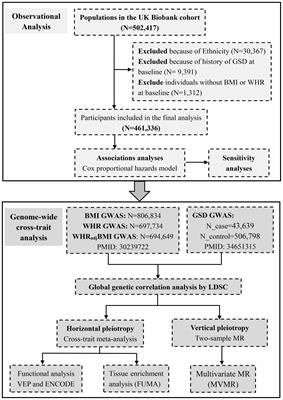 Independent association of general and central adiposity with risk of gallstone disease: observational and genetic analyses